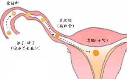 北京正规供卵包成功