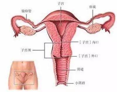 试管婴儿可以植入别人子宫吗